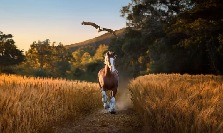 The Budweiser horses are at it again in Super Bowl ad –
