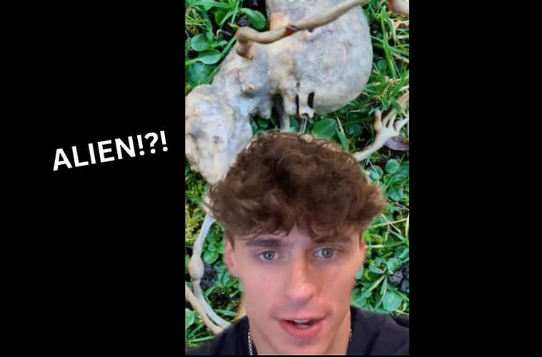 Reddit Alien In Garden Photo What Is It