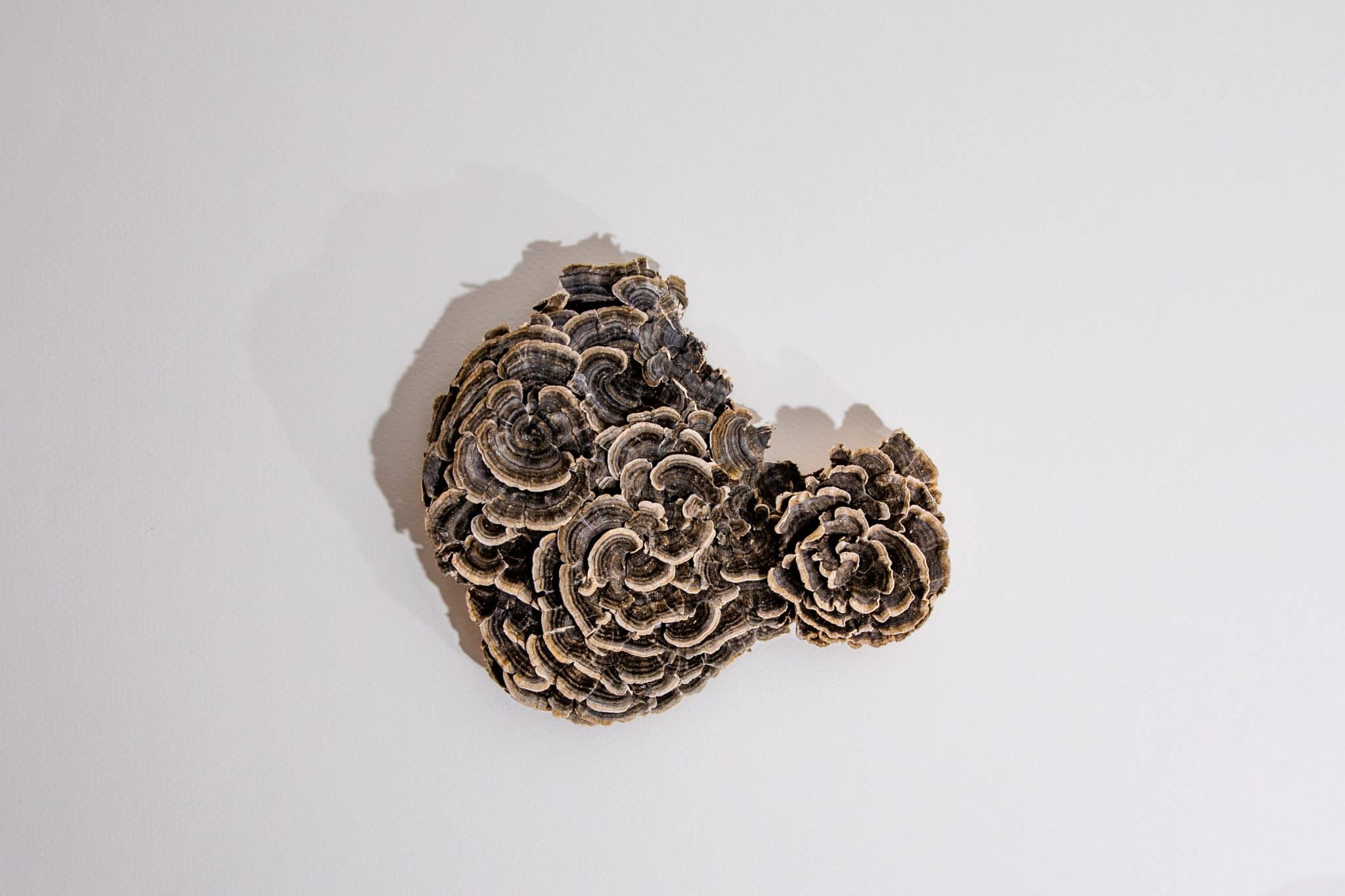 functional mushrooms