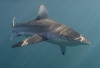 Man Bitten Twice by Shark Drives Himself to Hospital in Australia