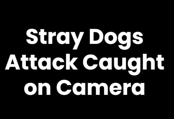 Stray Dogs Attack Caught on Camera: Young Girl Dragged and Bitten in Hubballi
