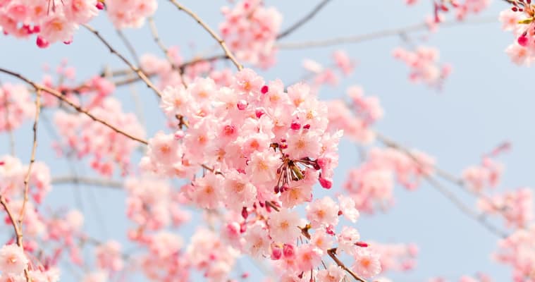 best places to view Cherry Blossom Toronto