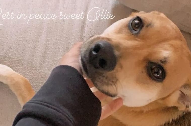 Angie Harmon Dog Shot by Delivery Driver Allegedly