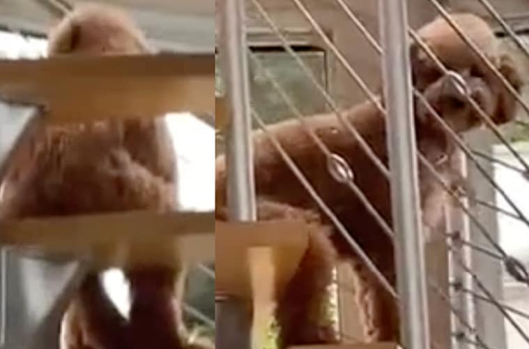 Dog Skinwalker Video Real?