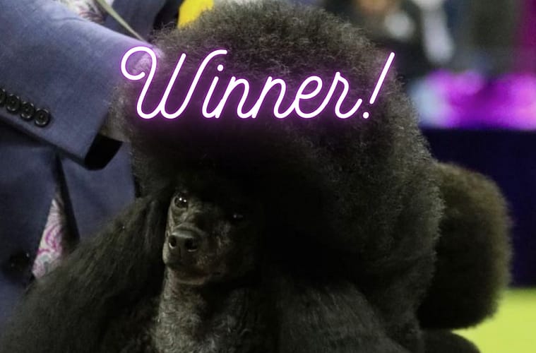 Who won Westminster dog show 2024