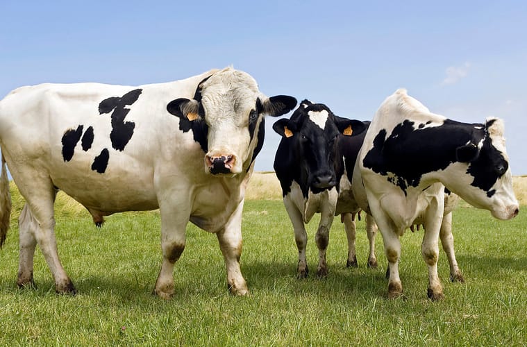 Fart-Free Cow Aims to Cut Methane