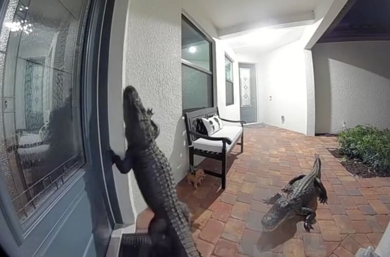 Alligator Rings Doorbell Video Florida Fake or Real
