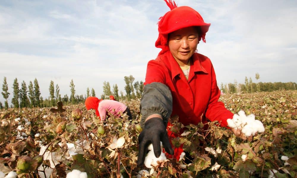 Cotton Laundered from China's Region of Xinjiang