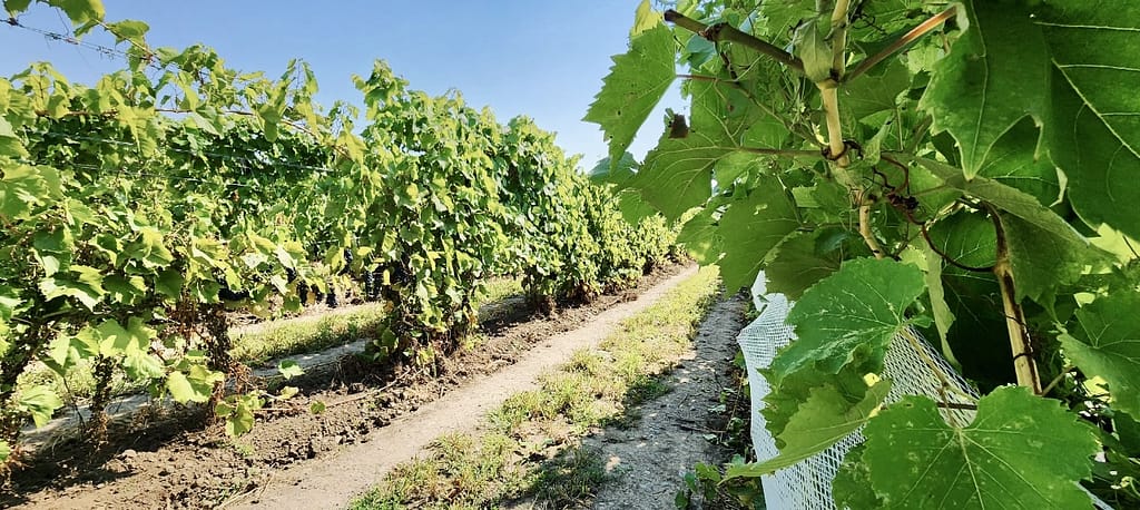 Best winery Prince Edward County