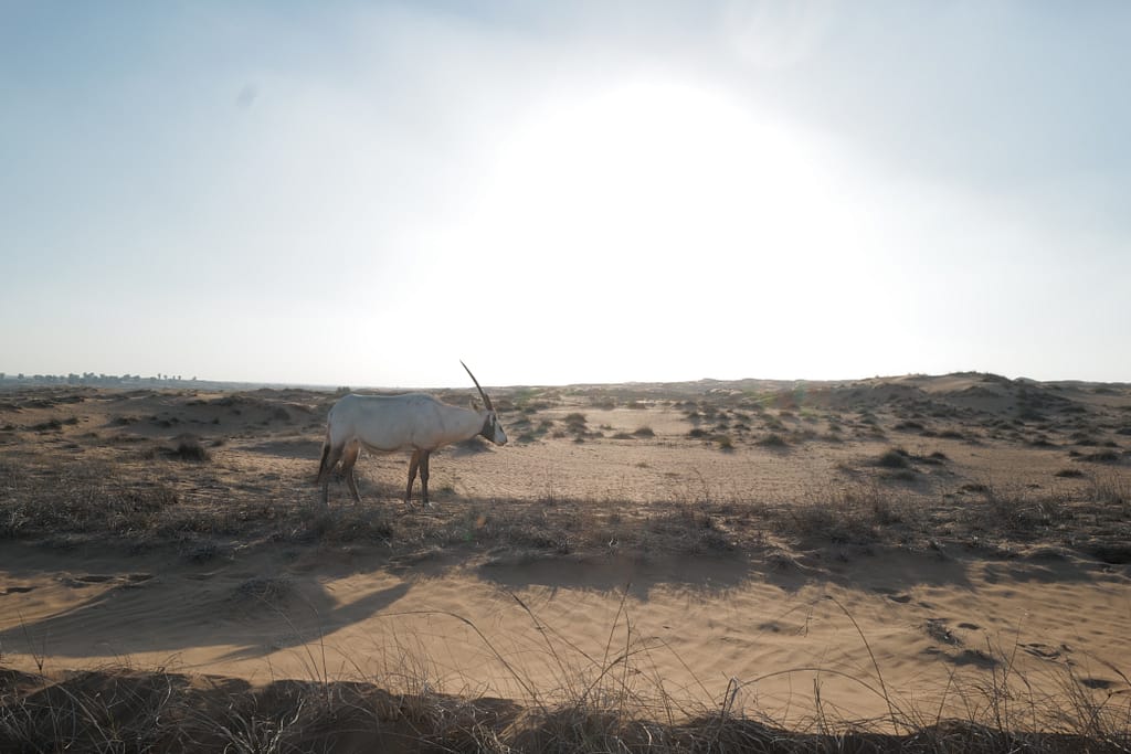 Best Hidden Gems Dubai 2025