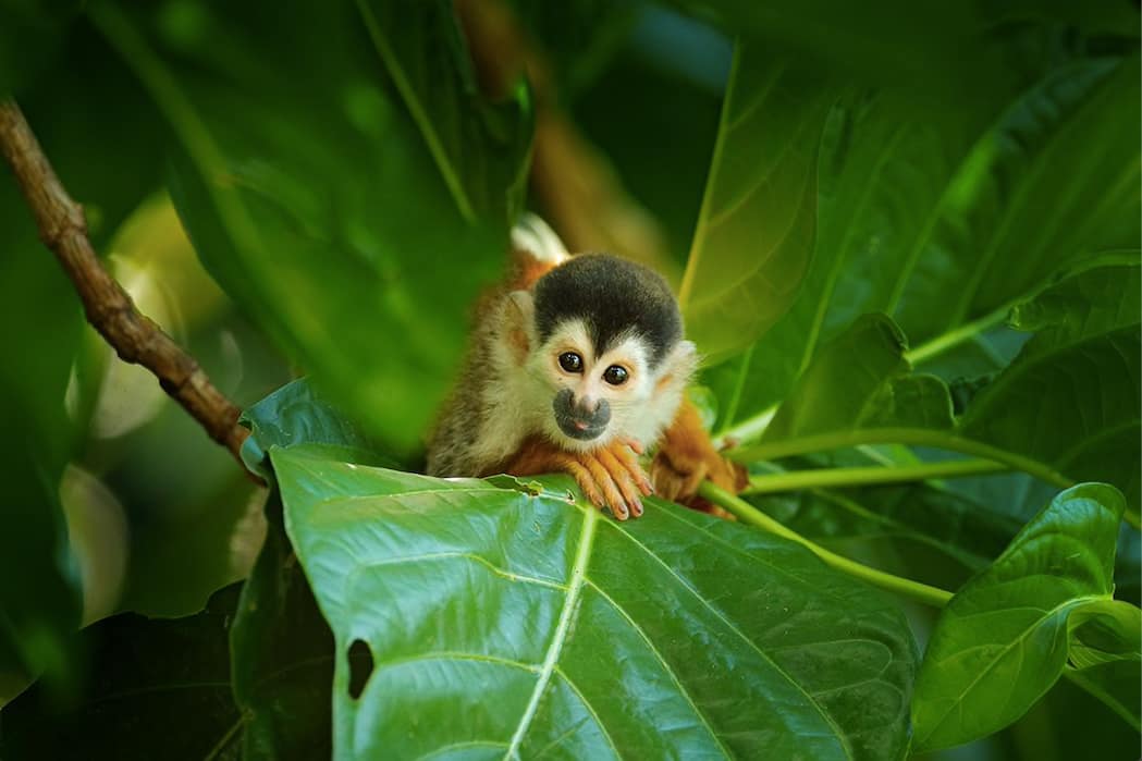 Squirrel monkey