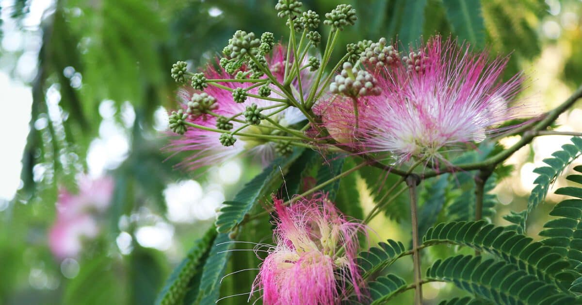 Celebrity Beauty Secrets Tepezcohuite Cream Used To Avoid Skin Aging