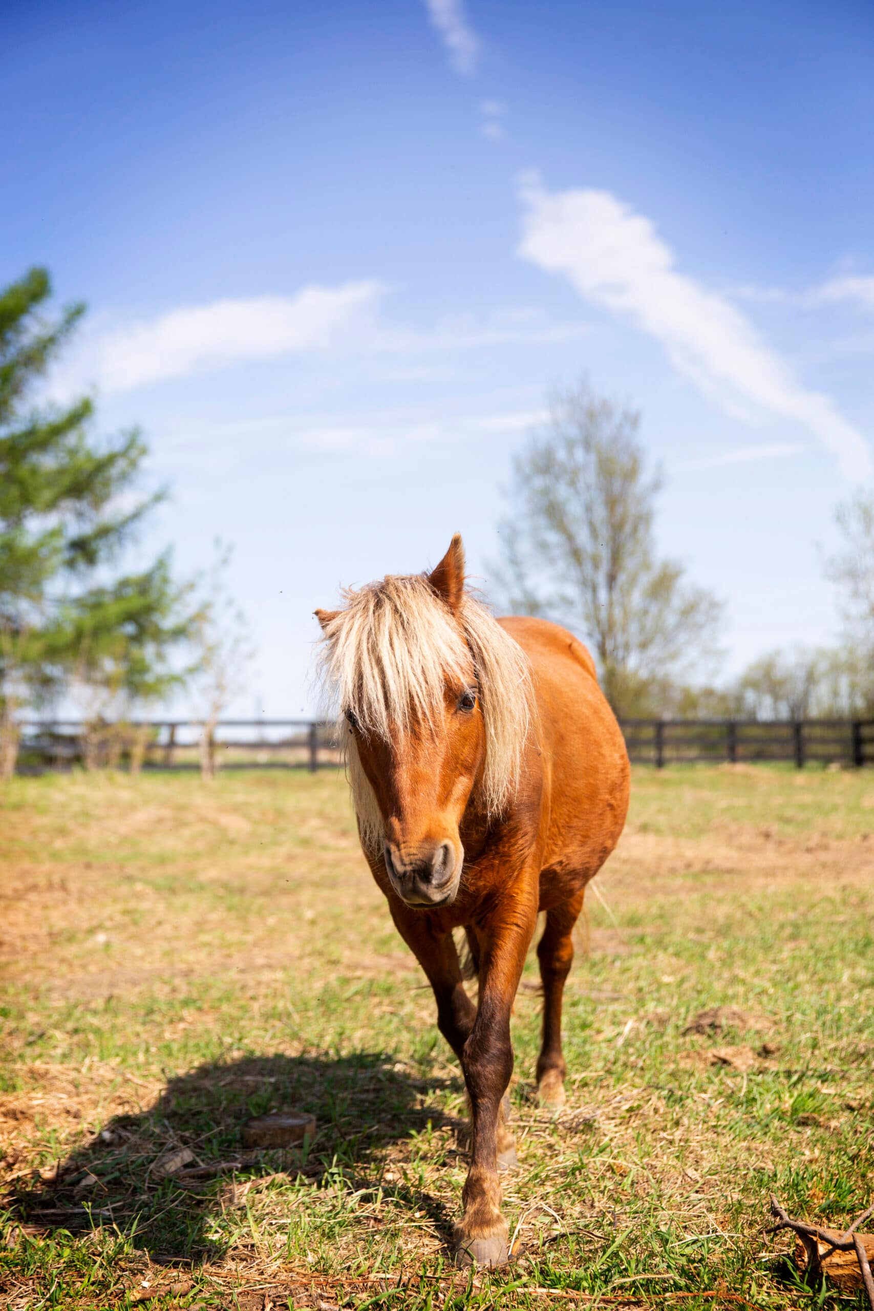 avalon lavender farm