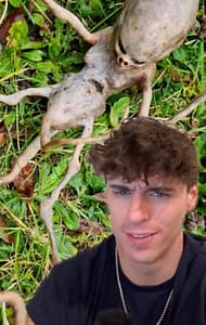 Reddit Alien In Garden