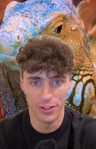 Florida Iguanas Falling Out Of Trees