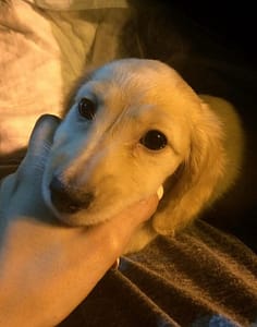 Brittany Furlan and Tommy Lee's Dog Coyote Attack