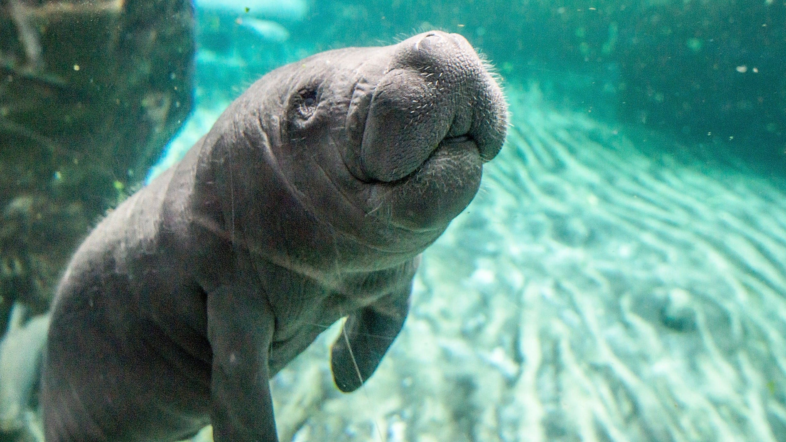 Manatee Rescue Center