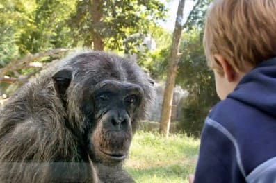 China Zoo Bans Visitors From Showing Videos to Viral Chimpanzee