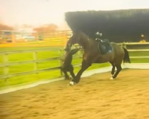 What Happened To Molly Mae Horse Riding Accident Fall Video
