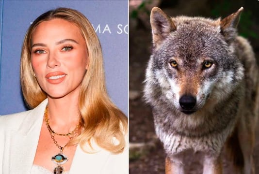 Scarlett Johansson Reacts to Marriage Story Being Used to Scare Away Wolves