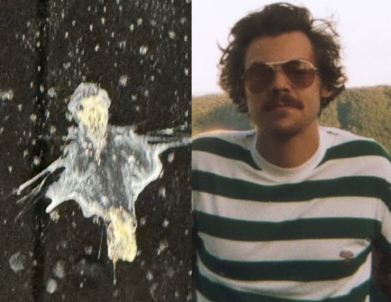 Harry Styles Bird Poop Photo TikTok Goes Viral