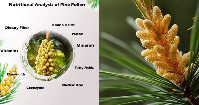 Pine Pollen benefits for women