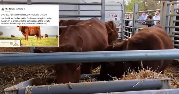 When Will The Red Heifer Be Sacrificed 2024