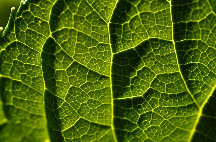 Why You Should Be Taking Liquid Chlorophyll