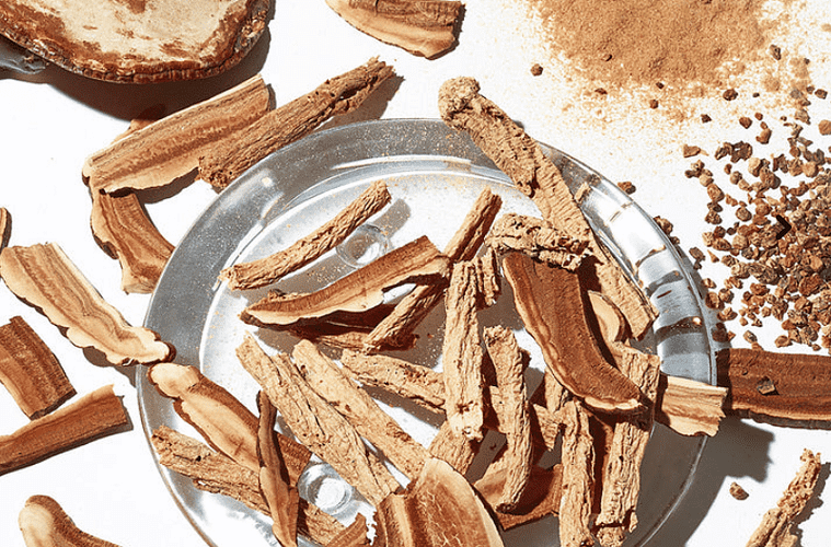 youth to the people funghi