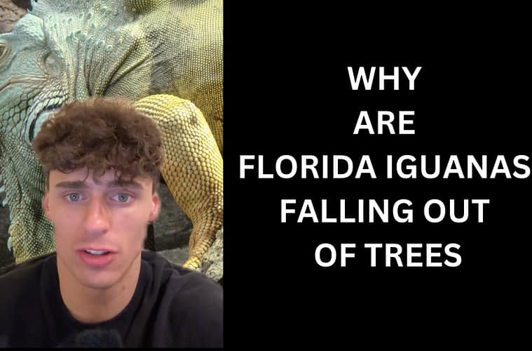 Iguanas Falling Out Of Trees In Florida Explained