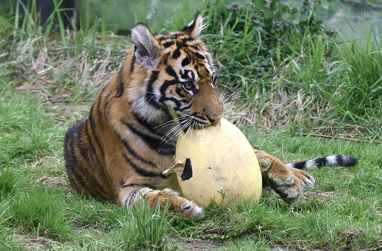 Chinese Zoo Sells Tiger Urine for Arthritis Relief