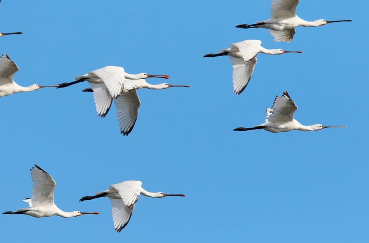 Birds Chat Across Species During Migration