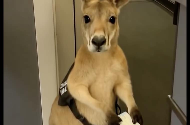 Kangaroo Plane Ticket Photo AI Is Getting "Scary"