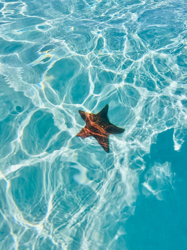 Disney Cruise Adventure