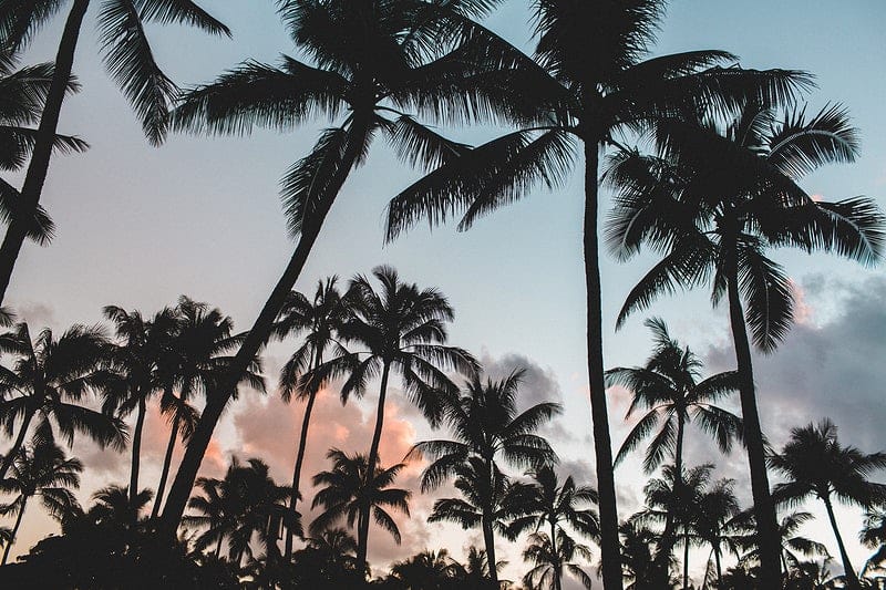 palm tree's with a blue and pink sunset background