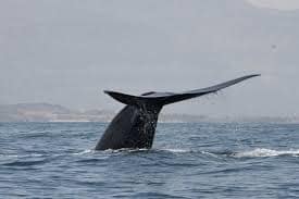 Blue Whales