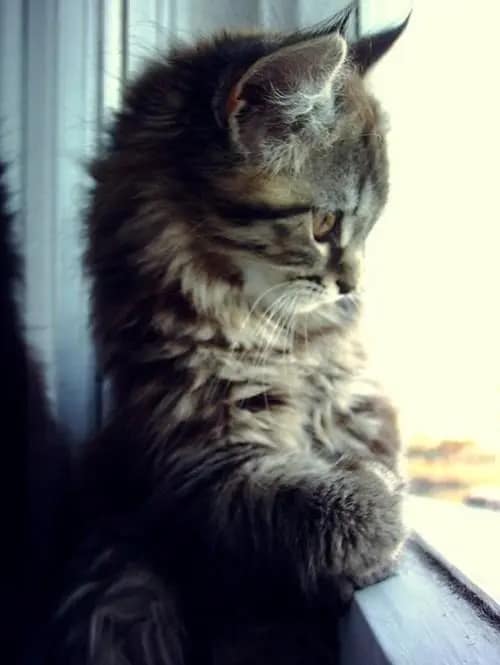 Cat blending video Twitter