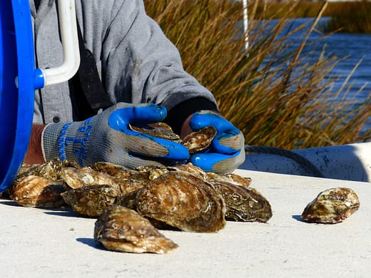 Oyster shucking Virginia beach tour