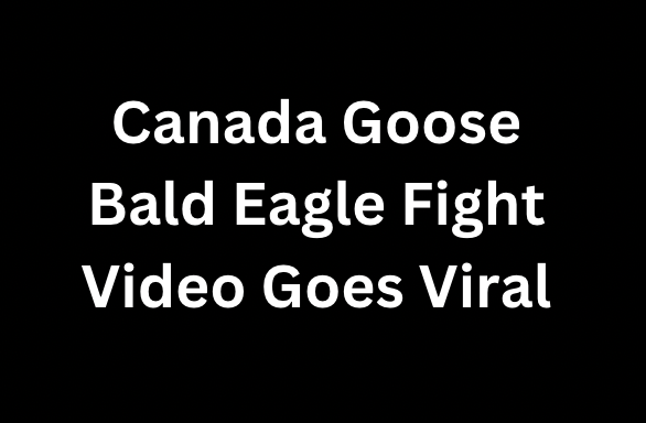 Canada Goose Bald Eagle Fight Video Goes Viral