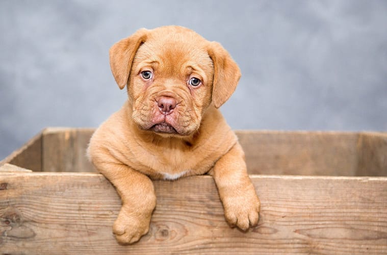 crate train your puppy