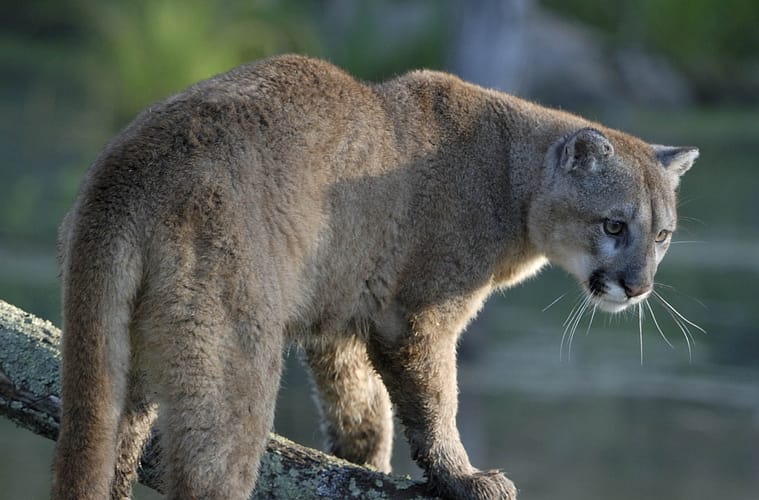 Student Claims Dead Sheep in Cumbria Field Evidence of Big Cat Sightings